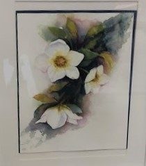 Chrissy F, Hellebores, watercolour.
